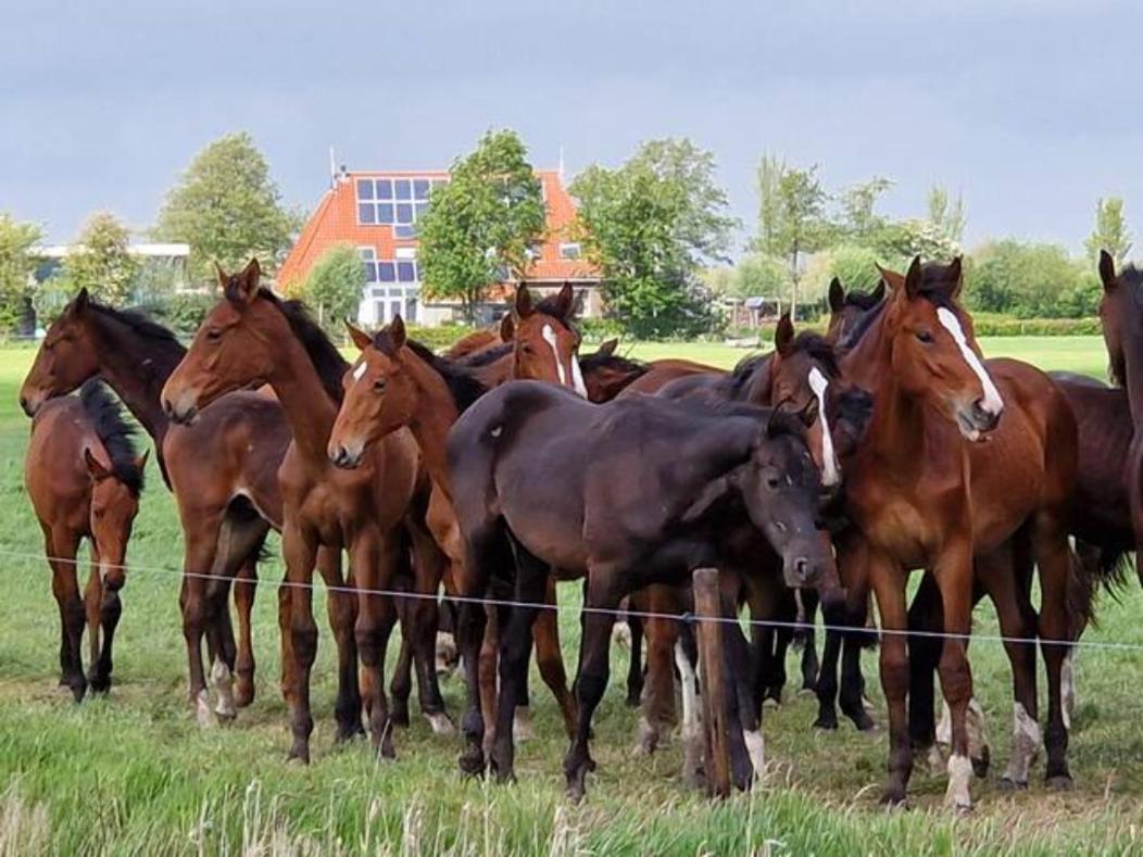 Luxe Gastenverblijf In Het Hart Van Friesland 阿克伦 外观 照片